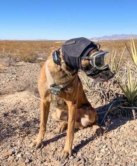 Hundegehörschutz Rex Specs Ear Pro