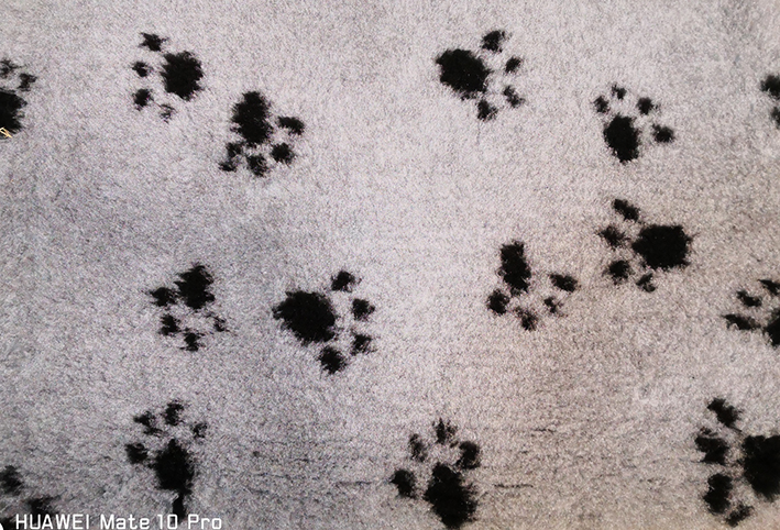 Dry Bed 72 x 100 cm grau mit Pfotenmuster